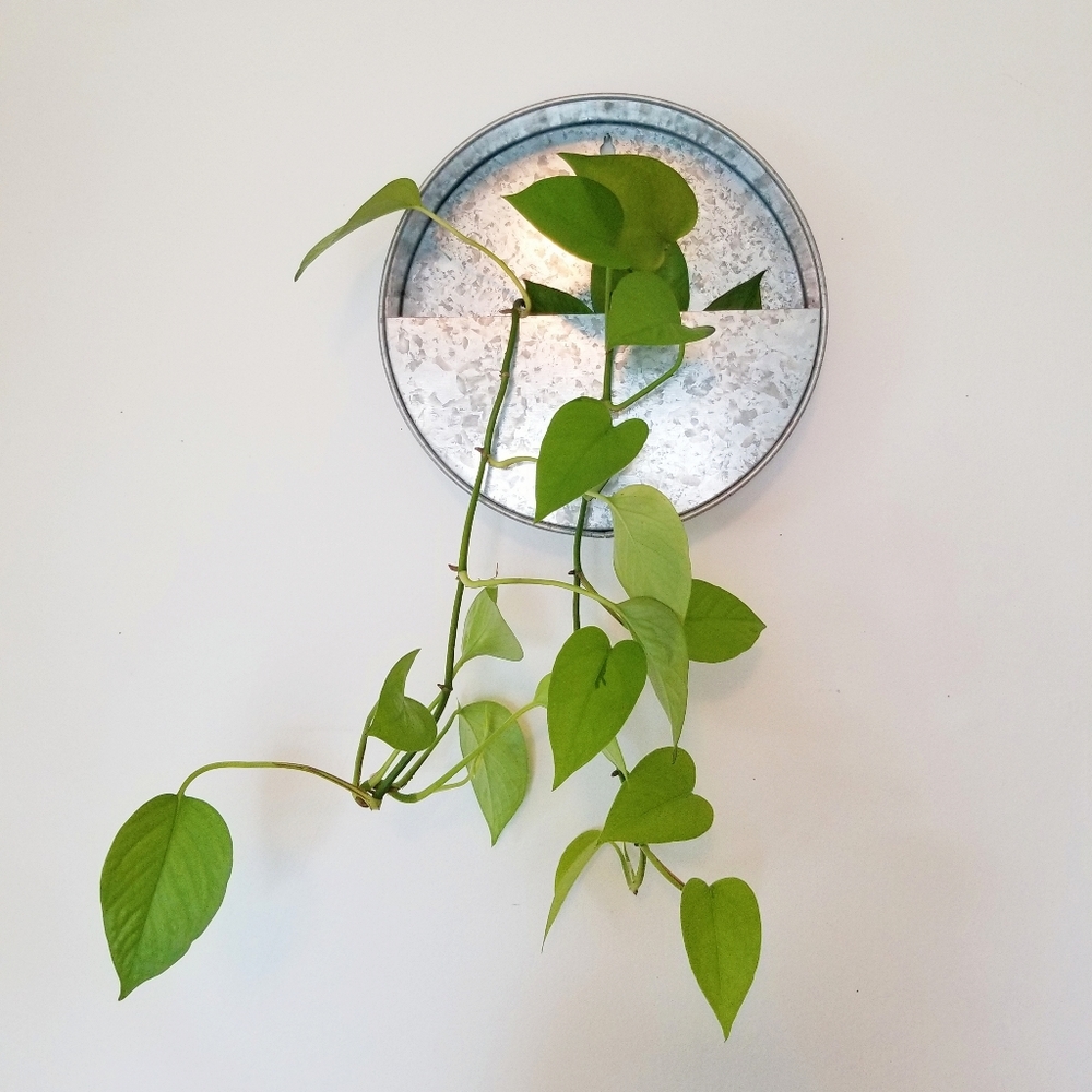 Galvanized Metal Wall Mount Boho Planter